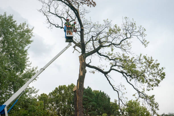 Best Aeration Services  in Spring Valley, NY