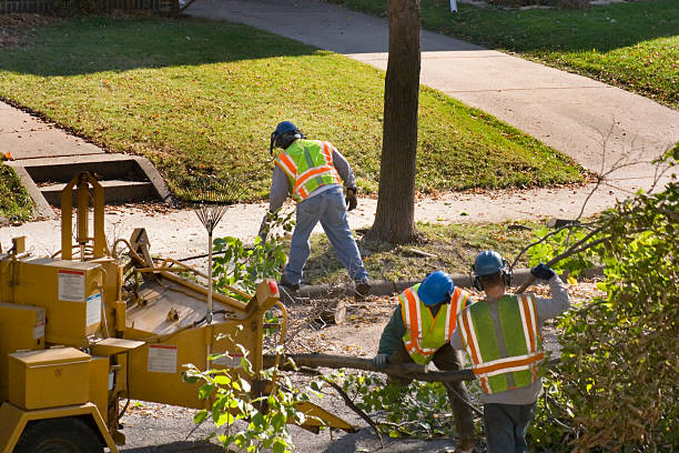 Best Tree Removal  in Spring Valley, NY