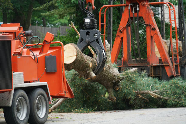 Trusted Spring Valley, NY Tree Removal Experts