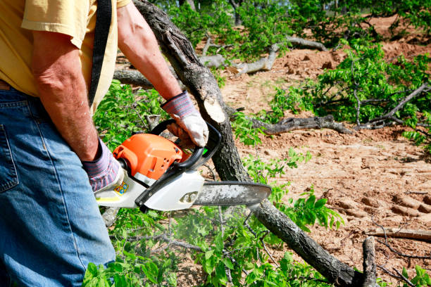Best Palm Tree Trimming  in Spring Valley, NY