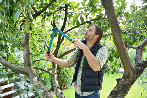 Best Tree Preservation Services  in Spring Valley, NY